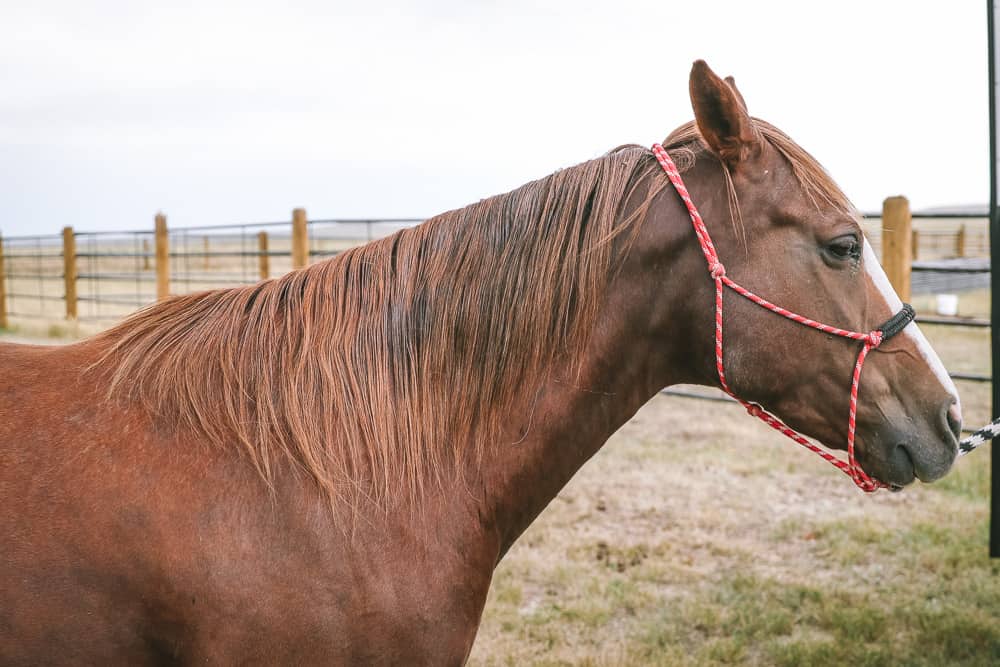 Horse Hair Detangler Recipe • The Prairie Homestead